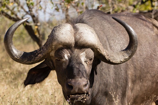 A tempered african buffalo bull grazing in the bush